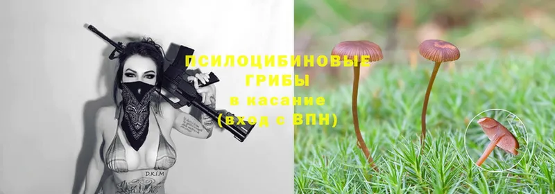 Галлюциногенные грибы MAGIC MUSHROOMS  Армавир 